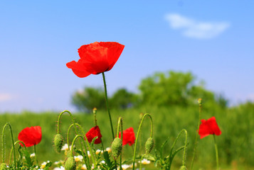 Obraz premium Pole maków