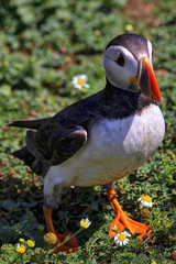 Skomer Island Wales UK