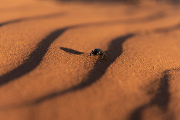 Black beetle with shadow walking in solitude over red sand dune wave pattern,Namib Naukluft National Park Namibia