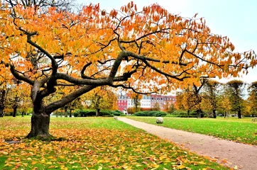 Papier Peint photo Lavable Automne Belles couleurs d& 39 automne dans un parc de la ville de Copenhague, Danemark