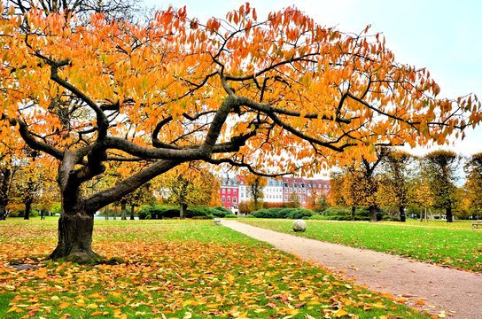 Beautiful autumn colors in a city park in Copenhagen, Denmark