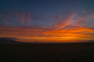 Sunset landscape of the Atacama desert in its time of unusual flowering, Northern Chile