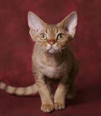 Chocolate Tabby Devon Rex Teenager