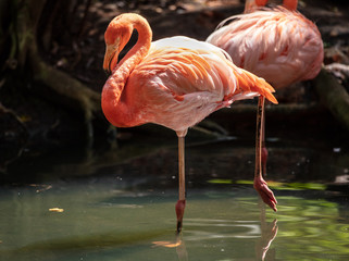 flamingo stands on one leg for you