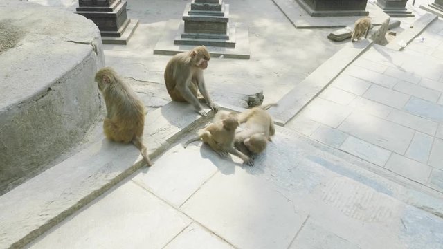 Monkey family in Swayambhunath temple. Kathmandu, Nepal.