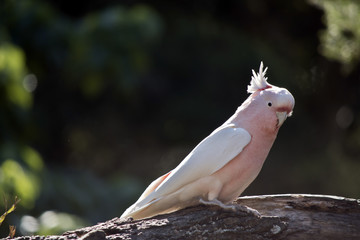 Major Mitchell cockatoo