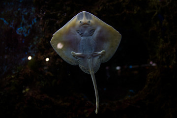 Small funny ray fish behind the glass of the aquarium looks at you.