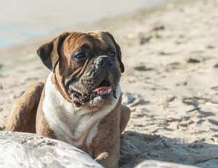Obraz premium a portrait of a German boxer dog lying on the nature on the beach, in the background light sand, sunlight illuminates the animal, on the muzzle is stuck sand, in the foreground log, 