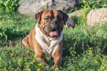 Obraz premium the dog is a German boxer brown with stripes, lies on the grass, sunlight illuminates the animal, looks into the camera, in the background large gray stones, white chest and long ears, open mouth