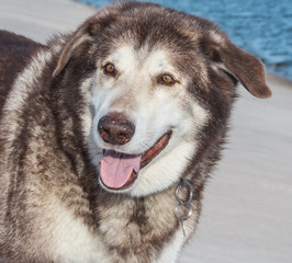 portrait male Siberian Husky breed brown, looking sideways interested, funny good face, daylight, blue water in the background,