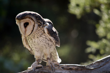 masked owl