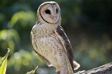 masked owl