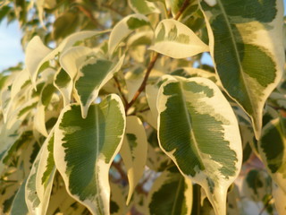 Leaves of the ficus of Benjamin in soft sunlight at sunset. close-up.