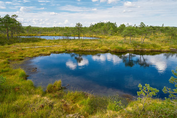 Raised bog boardwalk. Kemeri National park in Latvia. Summer.