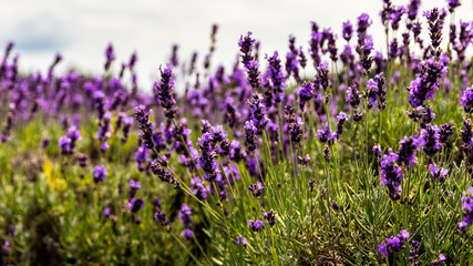Lavender Field in Northern Michigan