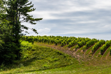 Obraz premium Summer Vineyard in Northern Michigan