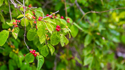 Red Berry Plant