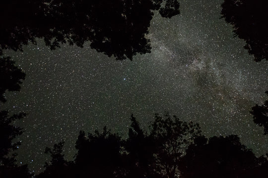 Milky Way Up through the Trees
