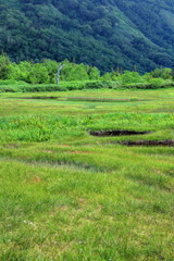 栂池自然園浮島湿原