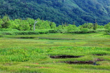 栂池自然園浮島湿原