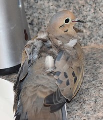 dove with ruffled feathers