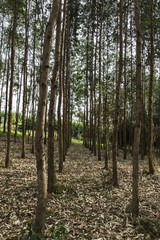 Naklejka premium Eucalyptus tree reforestation