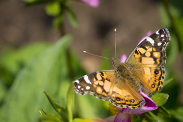  Painted lady resting  on a dahlia blossom, wings spread flat.  Green foliage in the background.
