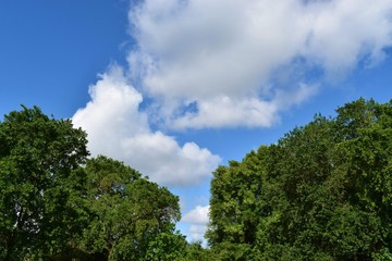 Fototapeta na wymiar blue cloudy sky with green trees