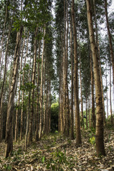 Eucalyptus tree reforestation