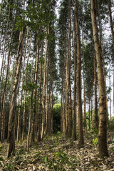 Eucalyptus tree reforestation