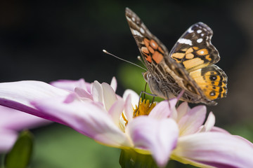 Obraz premium Orange and black butterfly on pink flower blossom.