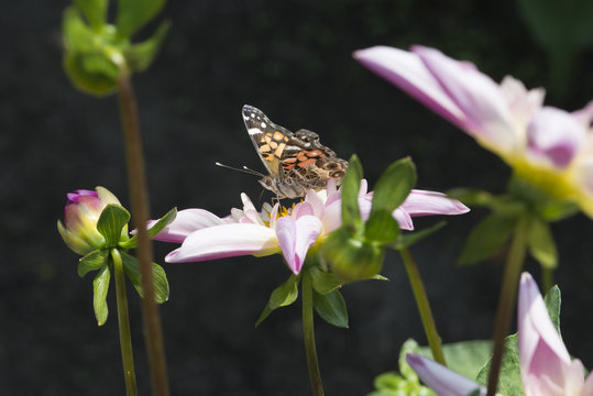 Orange and black painted lady butterfly resting on a large pink dahlia blossom.  Jet black background.