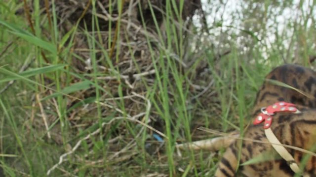 One cat bengal walks on the green grass. Bengal kitty learns to walk along the forest. Asian leopard cat tries to hide in the grass. Reed domesticated cat in nature. Domestic cat on beach near river.