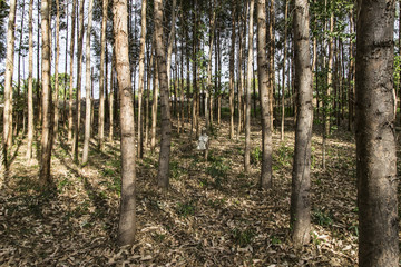 Obraz premium eucalyptus tree plantation