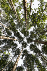 Fototapeta premium Eucalyptus plantation view from bottom to top
