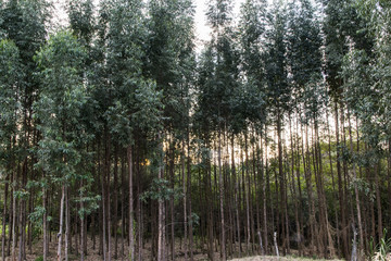 High eucalyptus tree plantation
