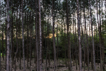 Obraz premium High eucalyptus tree plantation