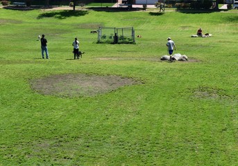 Dogs exercising and having fun at the dog park