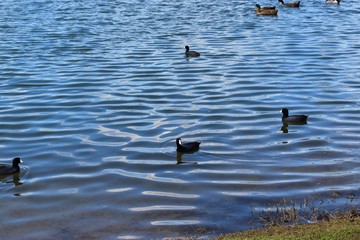 Fototapeta premium Lake with ducks and birds