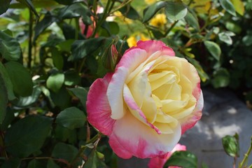 Springtime with roses blooming