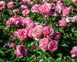 rose leonardo da vinci a lot of shrubs large double flowers roses pink color, bright green leaves,...