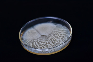 Beautiful bacterial colonies of Bacillus sp growing on agar plate