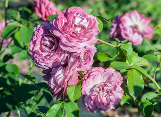 rose magenta cluster of tender lilac flowers, the plant grows in the garden, daylight, summer day, strong green leaves, rose in full bloom, sunny