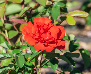 Rose city of belfast one bright red-orange flower, the plant grows in the garden, daylight, summer day, strong green leaves, rose in full bloom, sunny,