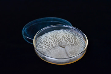 Beautiful bacterial colonies of Bacillus sp growing on agar plate
