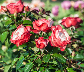 rose nostalgie a bunch of tender white and red flowers, a red border at the tips of the petals, the plant grows in the garden, daylight, summer day, strong green leaves, rose in full bloom, sunny,