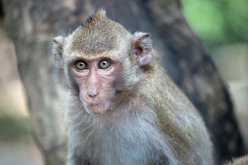 可愛いサル