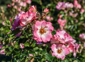 rose dolomiti  a group of rose-crimson flowers with a wavy edge and creamy center, the plant grows in the garden, daylight, summer day, strong green leaves, rose in full bloom, sunny