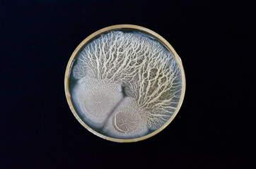 Beautiful bacterial colonies of Bacillus sp growing on agar plate