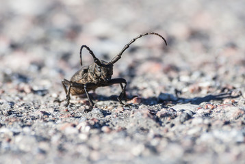 сerambyx cerdo, beetle, a large oak mustache sits on the asphalt illuminated by sunlight, a summer...